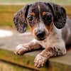 Respiratory Illness and Dog Boarding