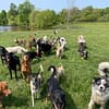 Dog Management in a Social Dog Boarding Setting