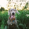 100+ Gray Dog Names for Silver-Haired Pups