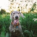 100+ Gray Dog Names for Silver-Haired Pups