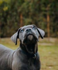 Guide to the Best Dog Food for Cane Corso: Nutrition Tailored for Your Breed