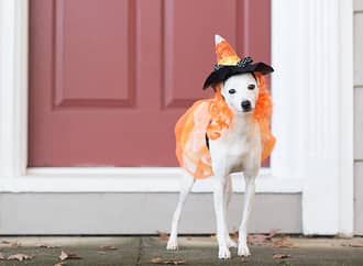 6 Tips for Keeping Your Pets Safe This Halloween