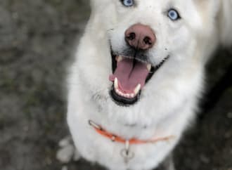 What Food Do We Serve? and Why We Say “Don’t Send Us Your Dog Food”