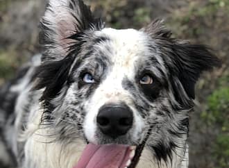 Respiratory Illness and Dog Boarding